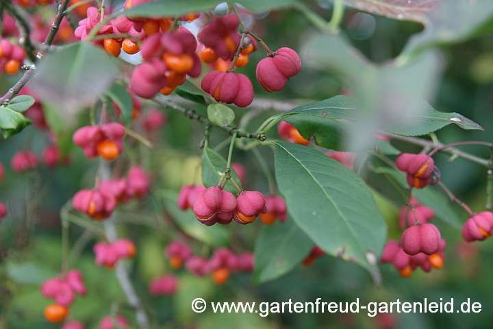 Die Früchte des Pfaffenhütchens (Euonymus europaeus)