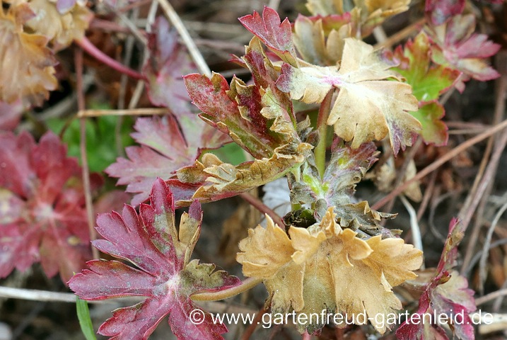 Geranium x cantabrigiense 'Biokovo' (Cambridge-Storchschnabel) mit Spätfrostschaden