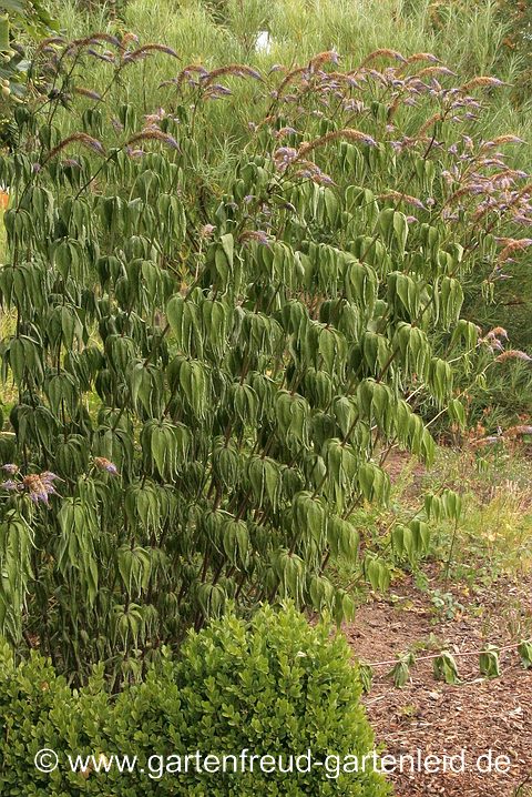 Veronicastrum sibiricum (Kandelaberehrenpreis) lässt die Blätter hängen