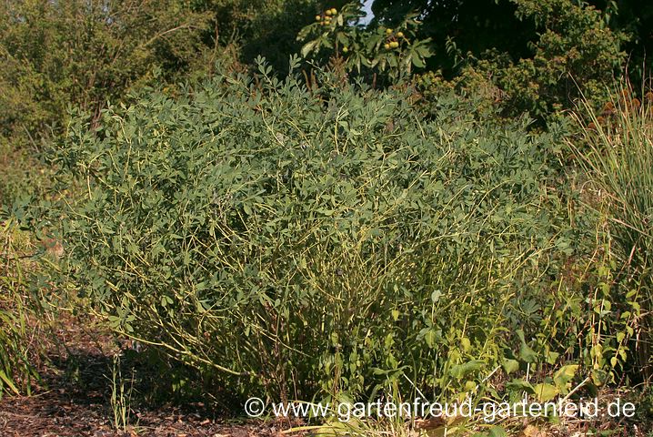 Trockenheitskünstler Baptisia australis – Indigolupine