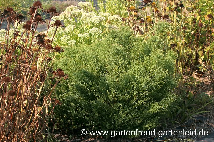 Trockenheitskünstler Galatella sedifolia 'Nanus' – Sedumblättrige Aster