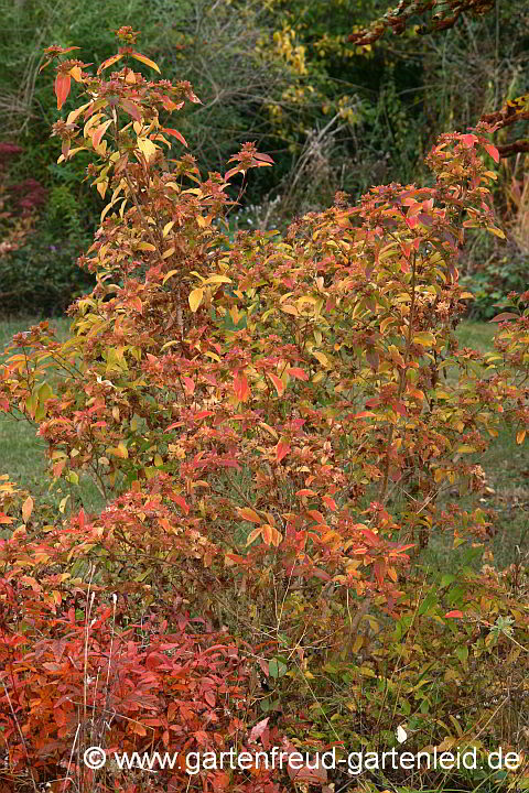 Abelia mosanensis mit Gillenia trifoliata im Herbst