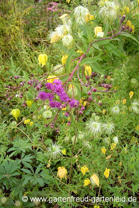 Clematis tangutica mit Vernonia aekansana – Mongolische Waldrebe mit Arkansas-Scheinaster