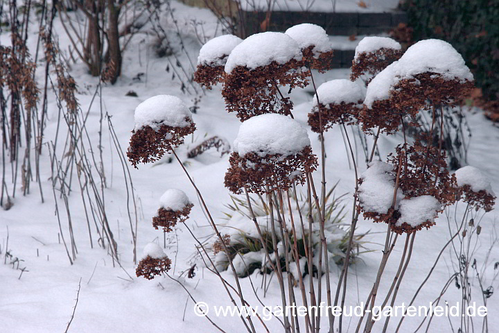 Hydrangea arborescens 'Annabelle' – Wald-Hortensie im Winter