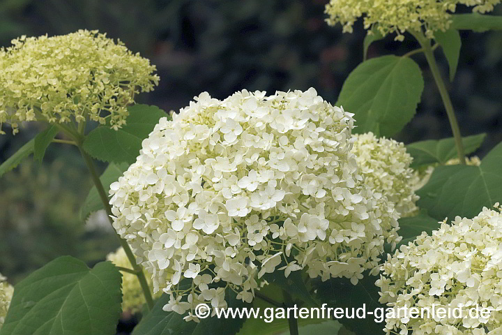 Hydrangea arborescens 'Annabelle' – Wald-Hortensie