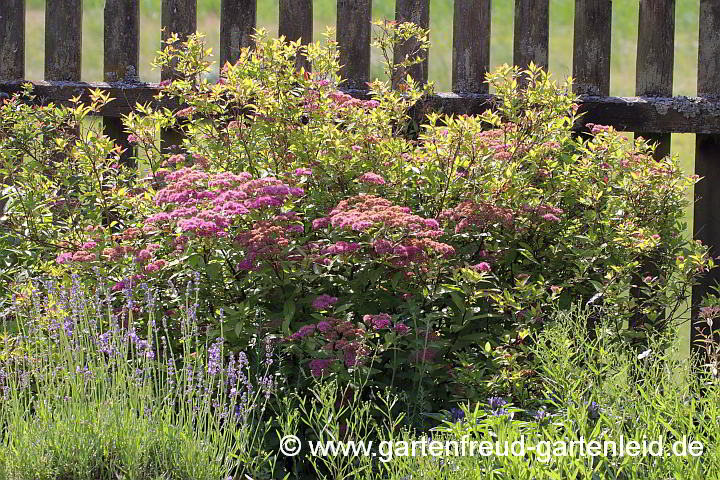 Spiraea japonica 'Goldflame' – Sommer-Spiere 'Goldflame'