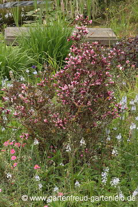 Weigela florida 'Purpurea' – Liebliche Weigelie, Rotblättrige Weigelie
