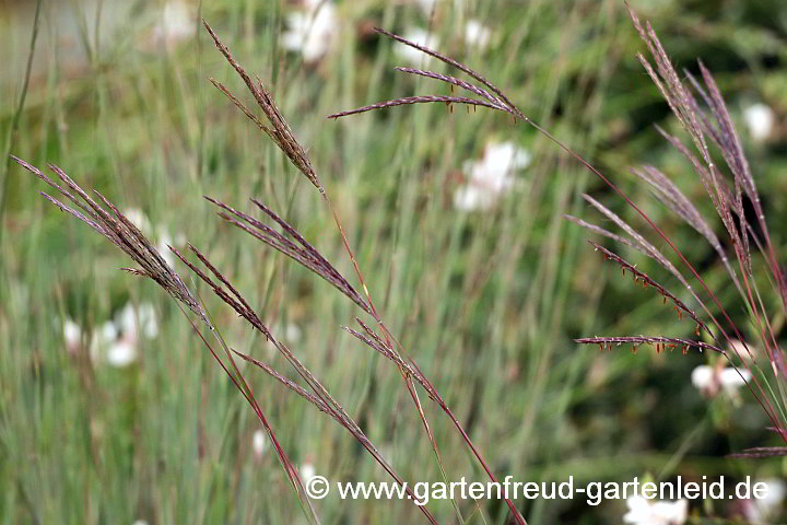 Andropogon gerardii – Blauhalm/Gambagras, Blütenstände