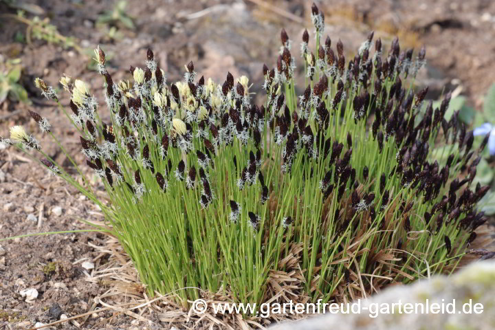 Carex montana – Berg-Segge