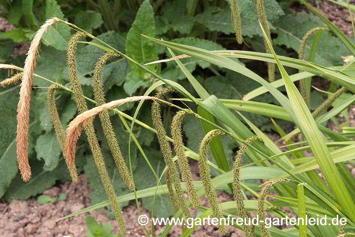 Carex pendula – Hänge-Segge, Riesen-Segge