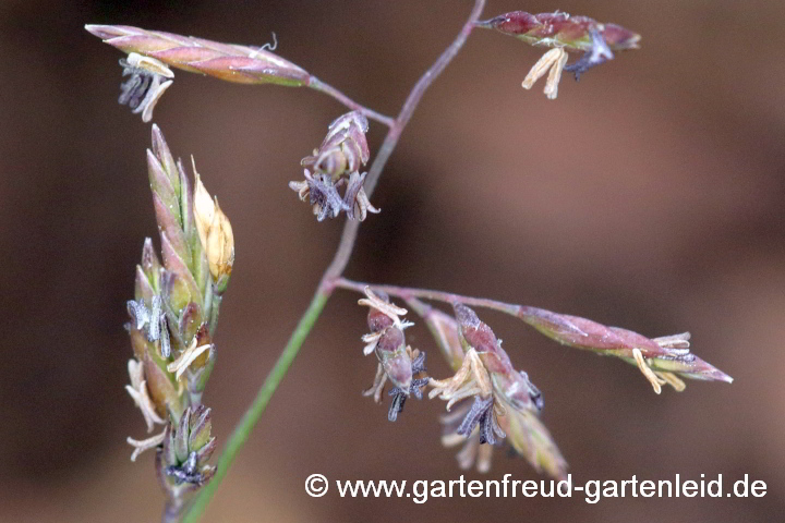 Festuca filiformis 'Walberla' – Blüten – Haar-Schwingel