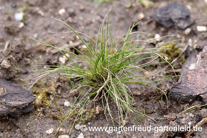 Nassella tenuissima – Zartes Federgras, Sämling