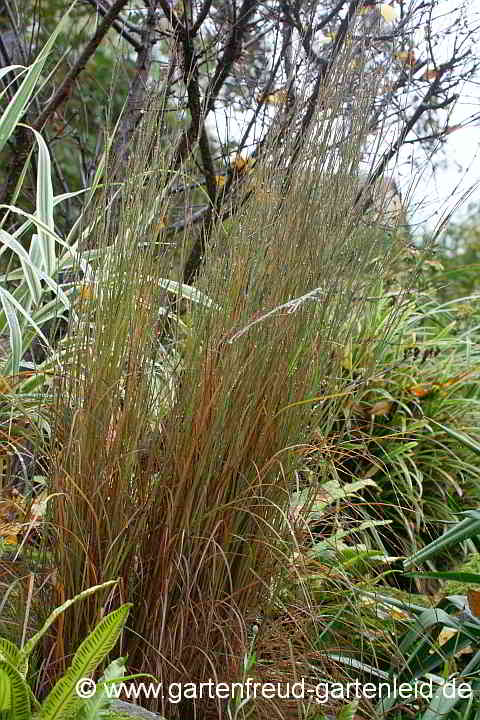 Schizachyrium scoparium – Prärie-Bartgras, Kleines Präriegras