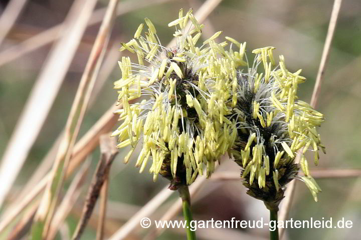 Sesleria heufleriana – Grünes Kopfgras, Blütenstände