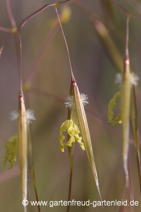 Stipa gigantea – Riesen- bzw. Pyrenäen-Federgras Blüte