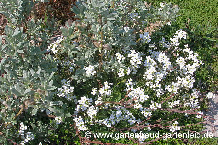 Arabis caucasica 'Schneeball' mit Salix helvetica