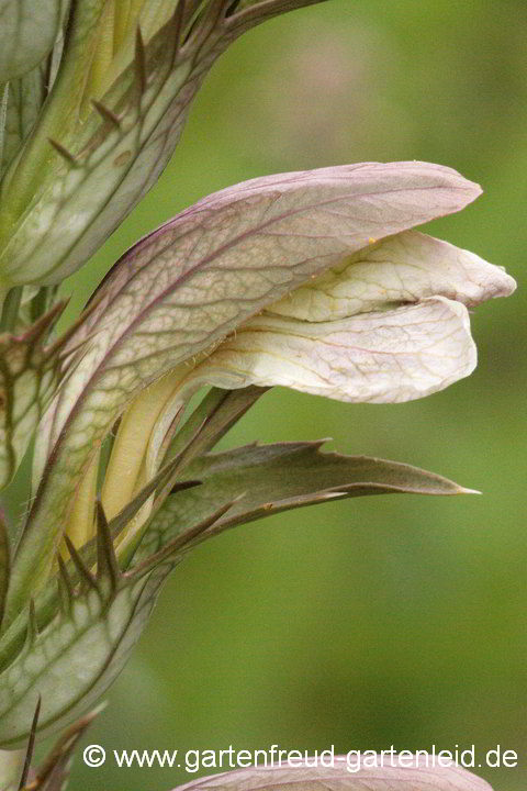 Acanthus mollis – Pracht-Akanthus, Weicher Bärenklau
