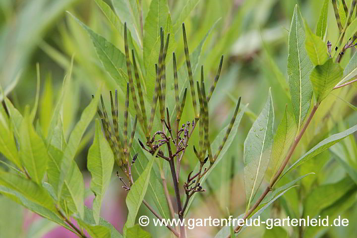 Amsonia tabernaemontana –Blausternbusch, Fruchtstand