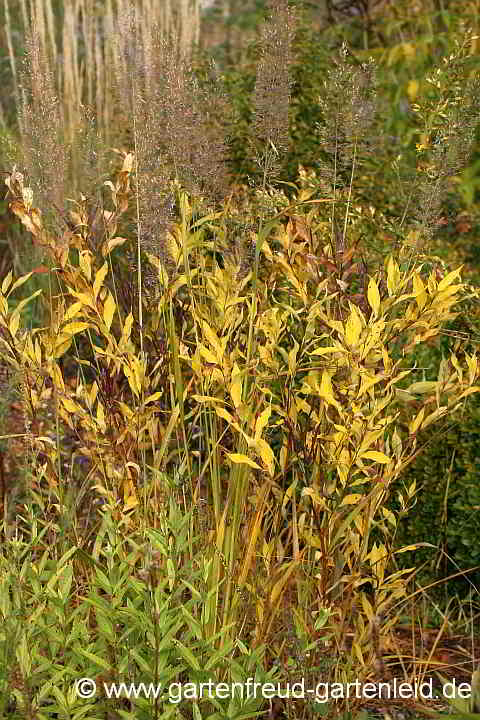 Amsonia tabernaemontana – Blausternbusch, im Herbst