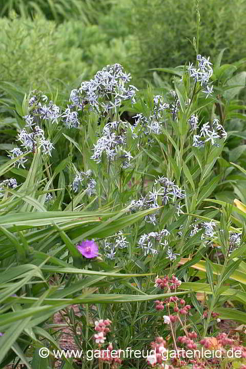 Amsonia tabernaemontana – Blausternbusch,