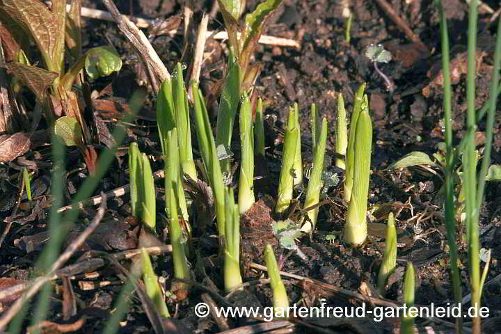 Anthericum liliago – Astlose Graslilie, Austrieb