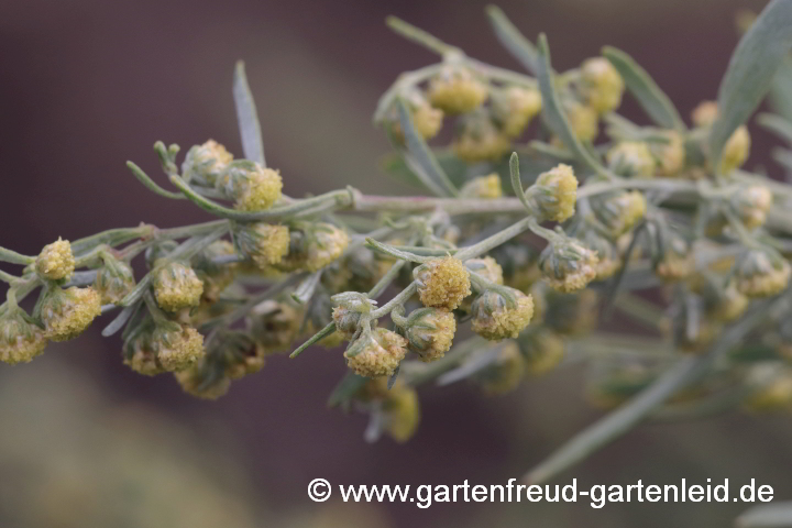 Artemisia absinthium – Absinth, Echter Wermut, Blüten