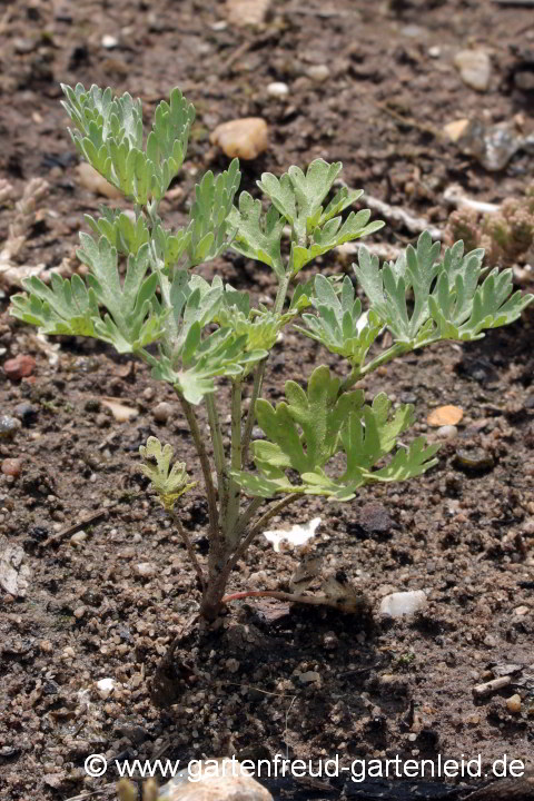 Artemisia absinthium – Absinth, Echter Wermut