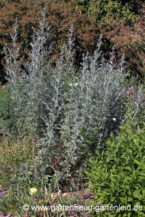 Artemisia absinthium – Absinth, Echter Wermut
