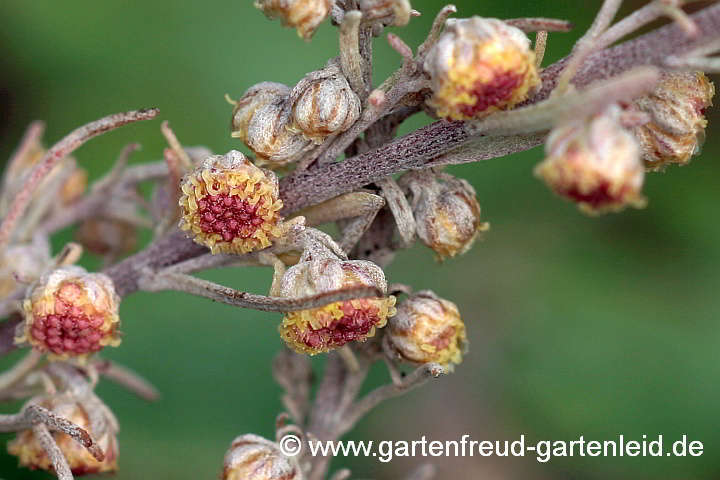 Artemisia alba 'Canescens' – Kampfer-Wermut, Blüten