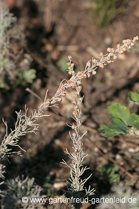 Artemisia alba 'Canescens' – Kampfer-Wermut, Blütentriebe