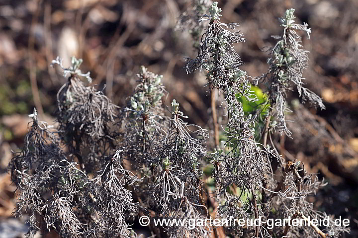 Artemisia alba 'Canescens' – Kampfer-Wermut nach dem Winter
