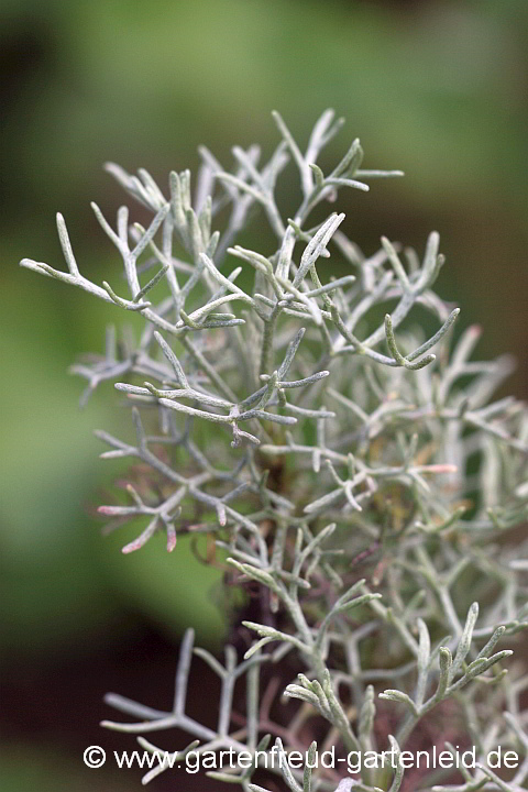 Artemisia alba 'Canescens' – Kampfer-Wermut, Triebspitze