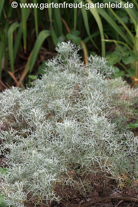 Artemisia alba 'Canescens' – Kampfer-Wermut