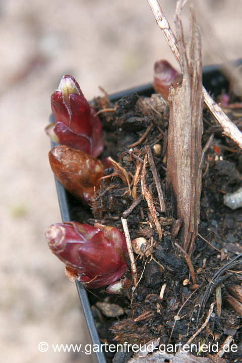 Artemisia dracunculus – Deutscher Estragon, Austrieb