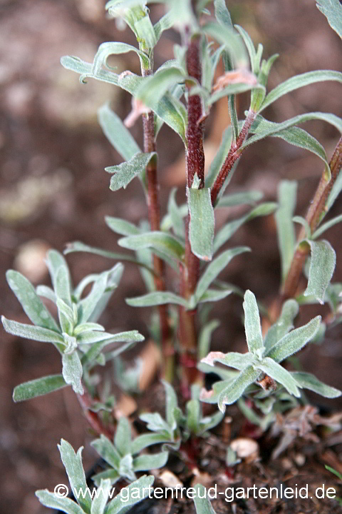 Artemisia dracunculus – Deutscher Estragon