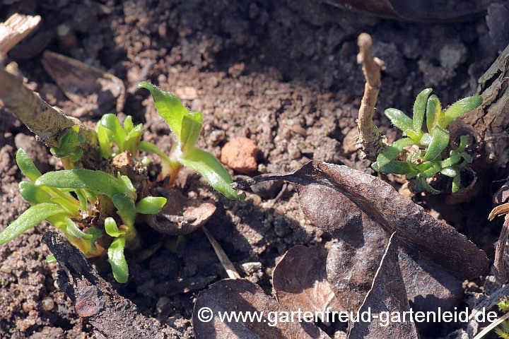 Artemisia dracunculus – Französischer Estragon, Austrieb