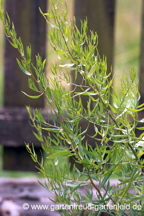 Artemisia dracunculus – Französischer Estragon
