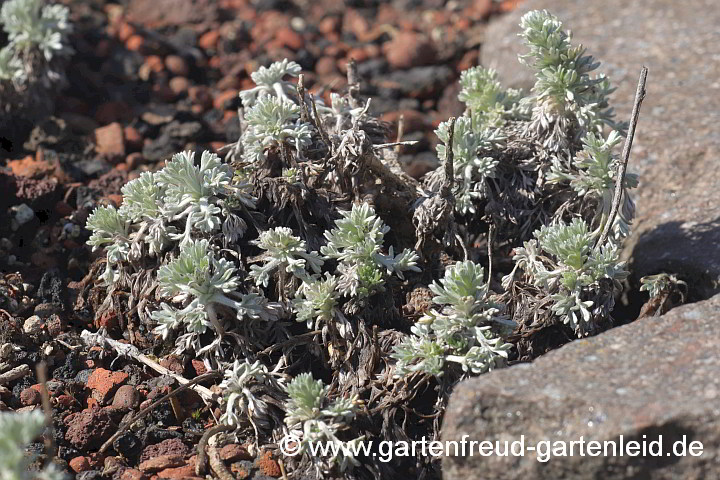 Artemisia schmidtiana ('Nana') – Zwerg-Silberraute im Frühjahr
