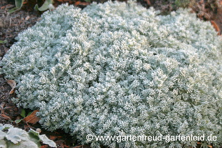 Artemisia schmidtiana ('Nana') – Zwerg-Silberraute mit Raureif
