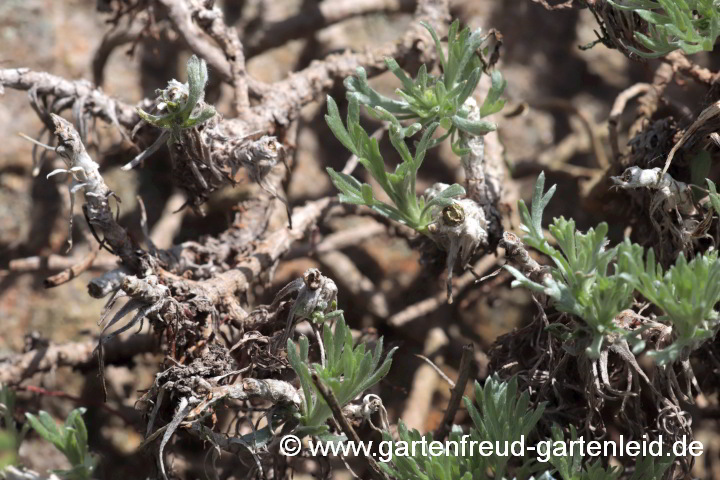 Artemisia schmidtiana 'Nana' mit Schneckenschaden