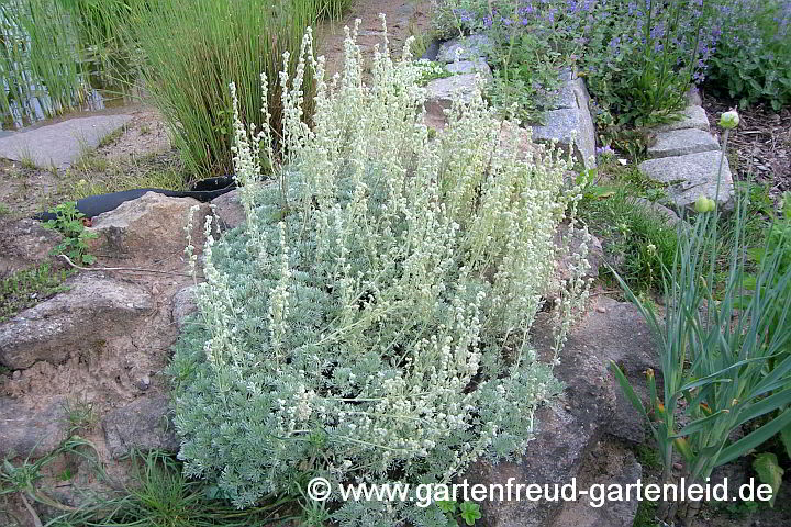 Artemisia schmidtiana ('Nana') – Zwerg-Silberraute