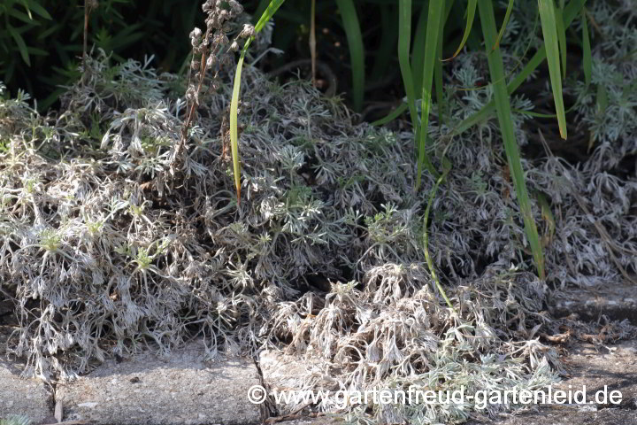 Artemisia schmidtiana 'Nana' mit Nässeschaden