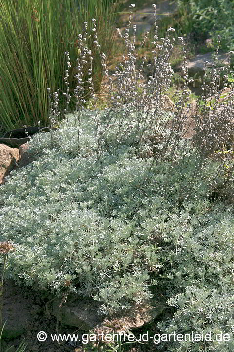 Artemisia schmidtiana ('Nana') – Zwerg-Silberraute