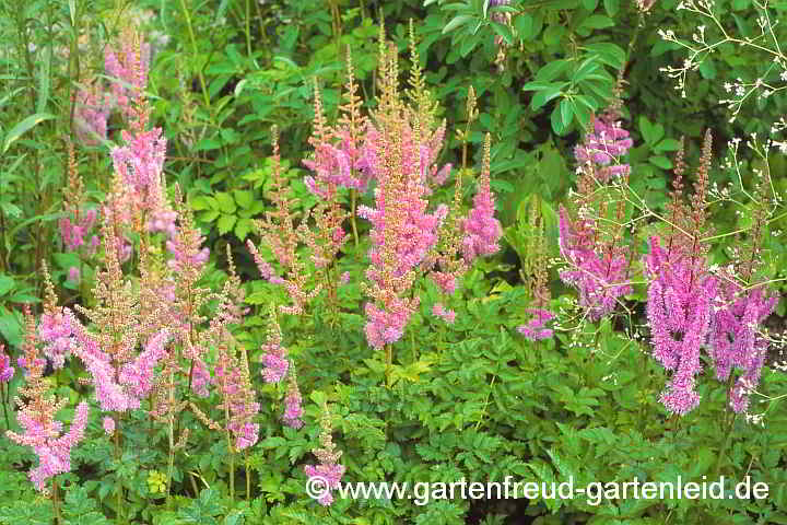 Astilbe chinensis – Prachtspiere, China-Astilbe
