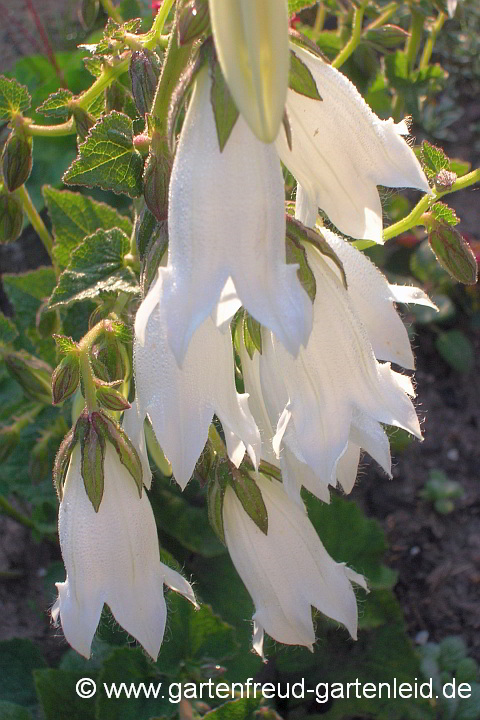 Campanula alliariifolia – Lauchkrautblättrige Glockenblume