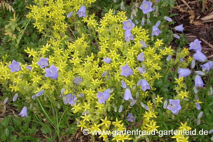 Campanula cochleariifolia mit Sedum acre – Zwerg-Glockenblume mit Scharfem Mauerpfeffer