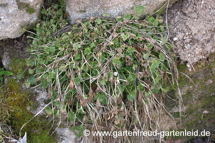Campanula fenestrellata – Fensterchen-Glockenblume, in milden Wintern immergrün