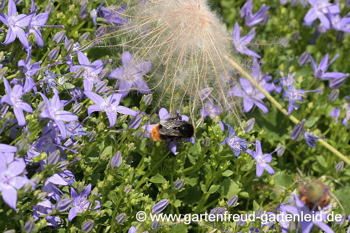 Campanula garganica – Stern-Polster-Glockenblume mit Hummel