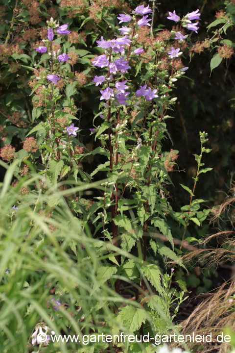 Campanula trachelium – Nesselblättrige Glockenblume, Nessel-Glockenblume