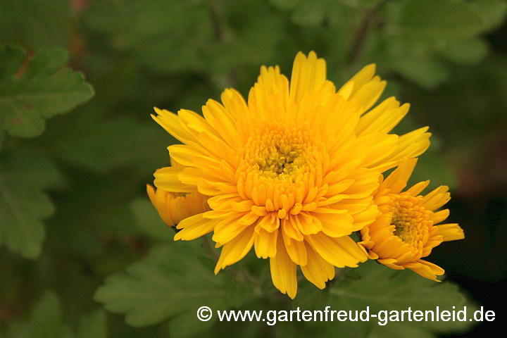 Chrysanthemum x grandiflorum gelb – Garten-Chrysantheme